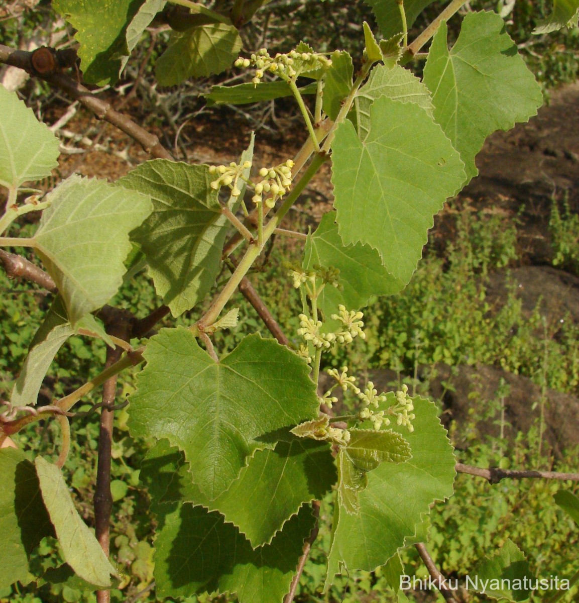 Cissus vitiginea L.